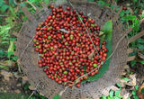 ETHIOPIAN YIRGACHEFFE